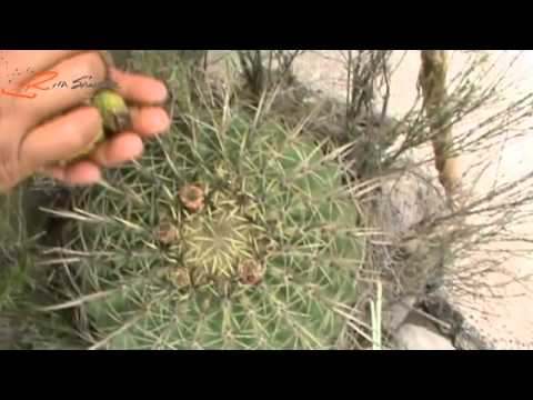 Agua de guamisha, guamiche o borrachita