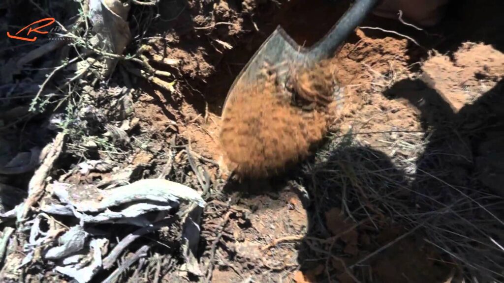 escamoles o hueva de hormiga