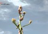 El quiote y sus flores, un regalo del maguey