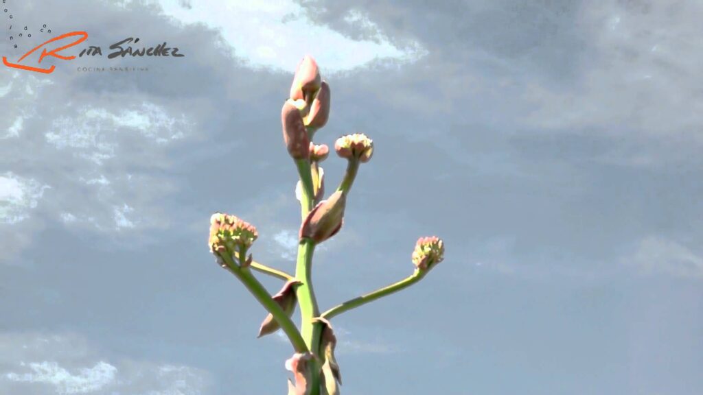 El quiote y sus flores, un regalo del maguey