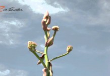 El quiote y sus flores, un regalo del maguey