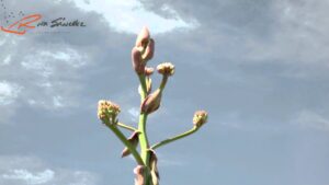 El quiote y sus flores, un regalo del maguey