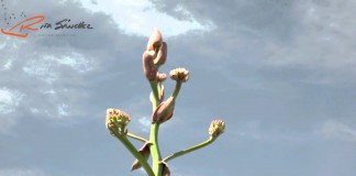 El quiote y sus flores, un regalo del maguey