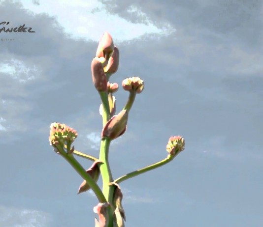 El quiote y sus flores, un regalo del maguey