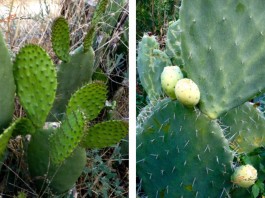 El nopal